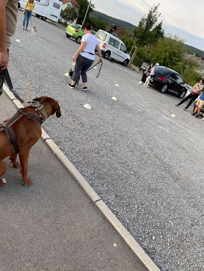 Rhodesian Ridgeback-Beitrag-Bild