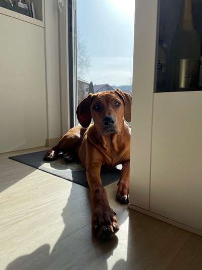 Rhodesian Ridgeback-Beitrag-Bild