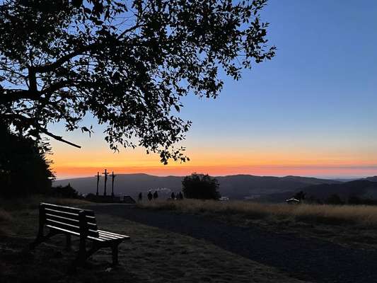 Rhodesian Ridgeback-Beitrag-Bild