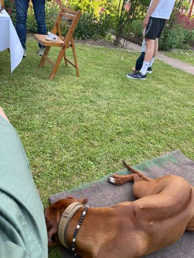 Rhodesian Ridgeback-Beitrag-Bild