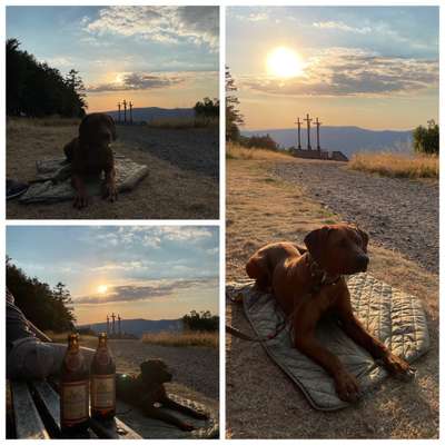 Rhodesian Ridgeback-Beitrag-Bild