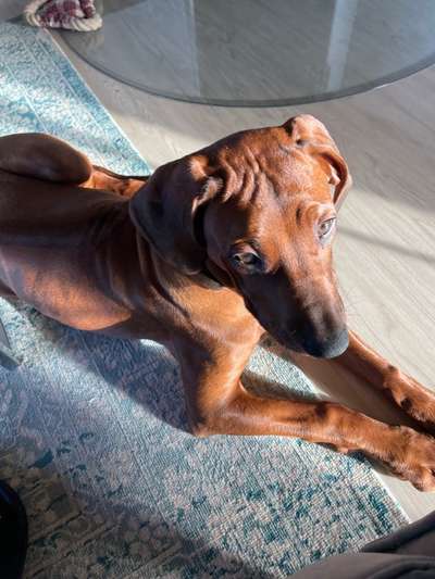 Rhodesian Ridgeback-Beitrag-Bild