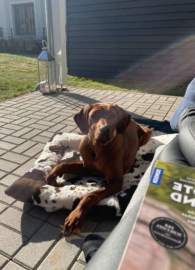 Rhodesian Ridgeback-Beitrag-Bild