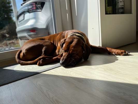 Rhodesian Ridgeback-Beitrag-Bild