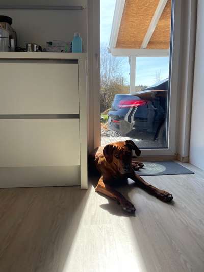 Rhodesian Ridgeback-Beitrag-Bild