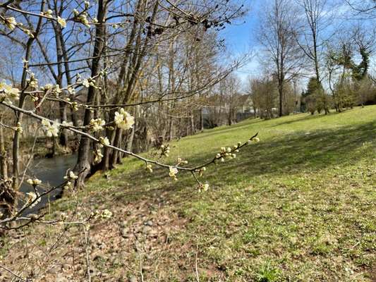 Rhodesian Ridgeback-Beitrag-Bild