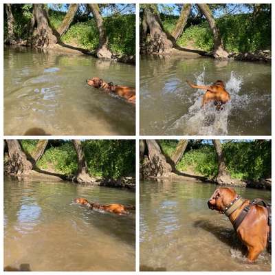 Rhodesian Ridgeback-Beitrag-Bild