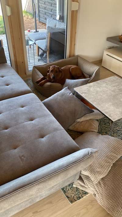 Rhodesian Ridgeback-Beitrag-Bild