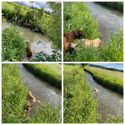 Rhodesian Ridgeback-Beitrag-Bild