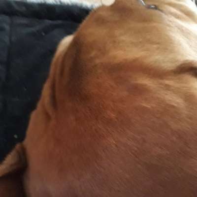 Rhodesian Ridgeback-Beitrag-Bild