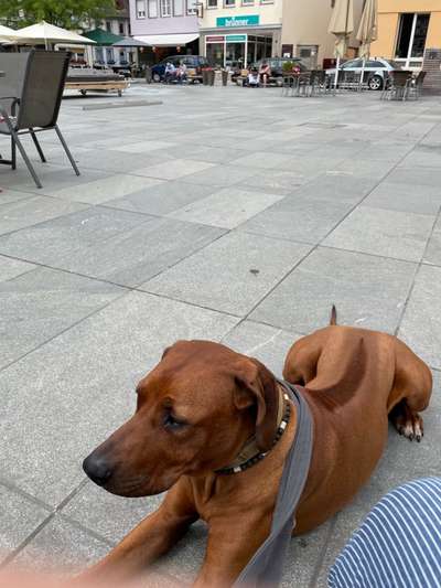 Rhodesian Ridgeback-Beitrag-Bild