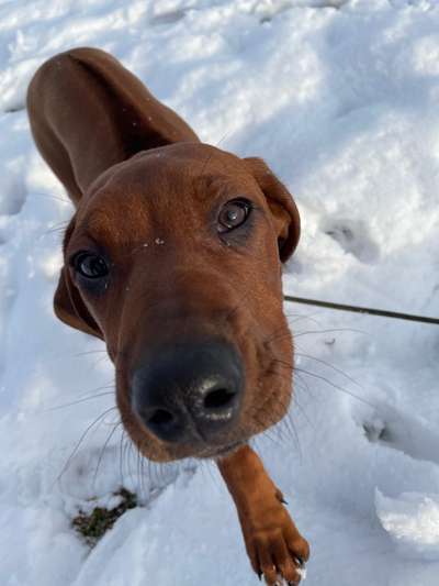 Rhodesian Ridgeback-Beitrag-Bild