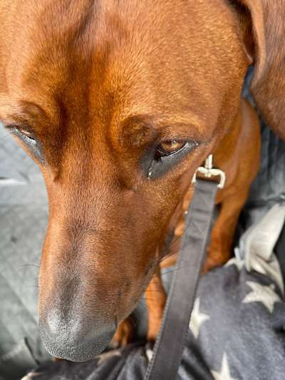Rhodesian Ridgeback-Beitrag-Bild