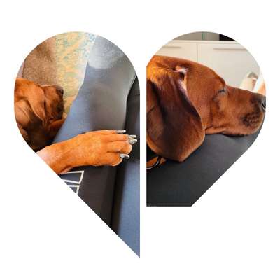 Rhodesian Ridgeback-Beitrag-Bild