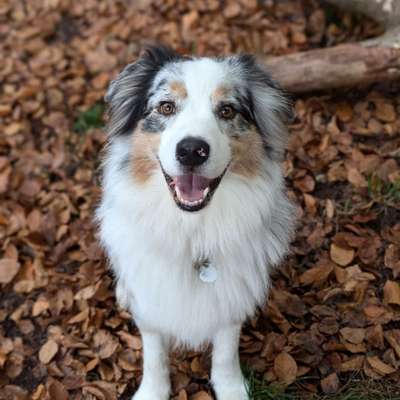 Hundetreffen-Spaziergänge und toben/spielen-Bild