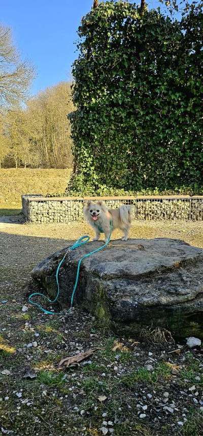 Hundetreffen-Wir suchen Chihuahua Freunde in der Umgebung Traun zum gemeinsamen Spaziergang-Bild