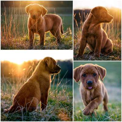 Welpen Bilder !-Beitrag-Bild