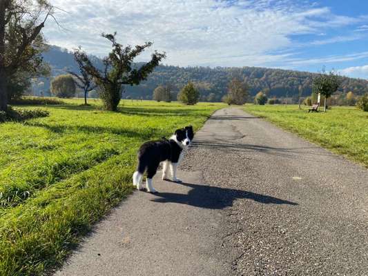 Border Collie-Beitrag-Bild