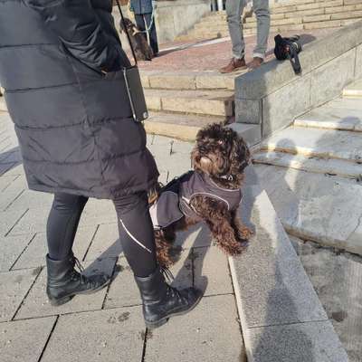 Hundetreffen-Spaziergänge an der Leine-Bild