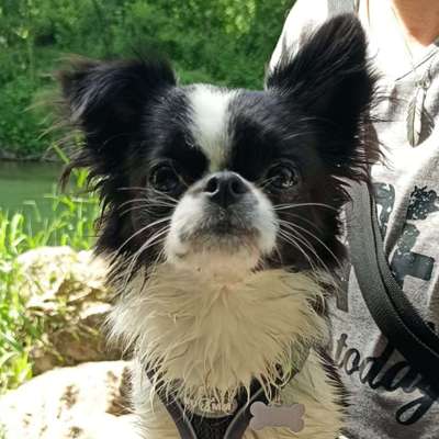 Hundetreffen-Spazieren mit Ollie-Bild