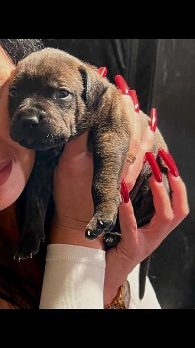 Welpen Bilder !-Beitrag-Bild