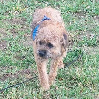 Hundetreffen-Spieletreffen in Rosengarten