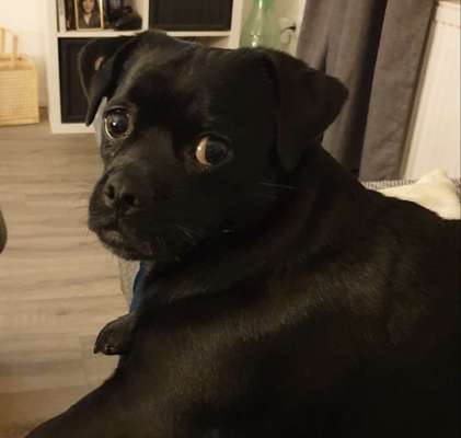 36. Collagen Challenge: schiefgelegter Kopf/fragender Hund-Beitrag-Bild