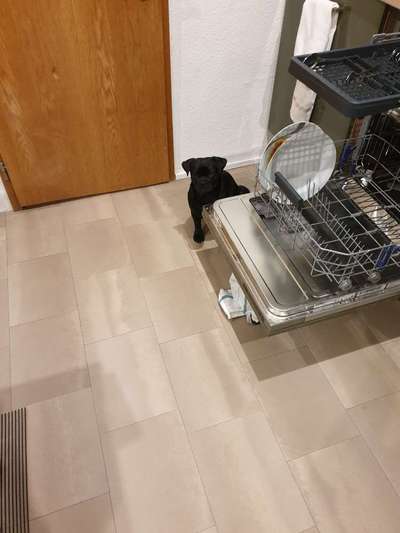 Dogorama Photo Challenge - Hündische Haushaltshilfe-Beitrag-Bild