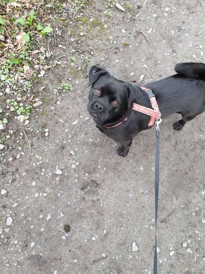 35.Collagen Challenge:„Bettelblick"-Beitrag-Bild