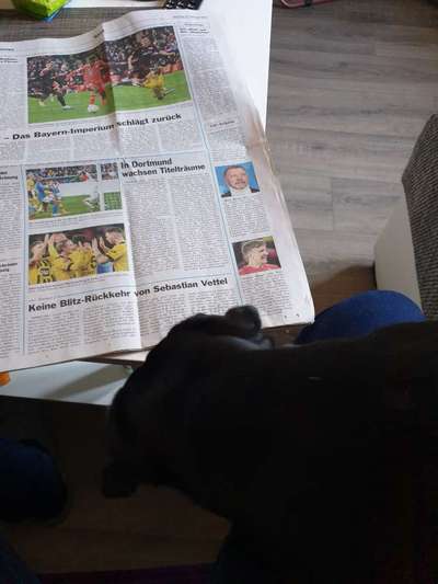 Dogorama Photo Challenge- Aufmerksamkeit bitte!-Beitrag-Bild