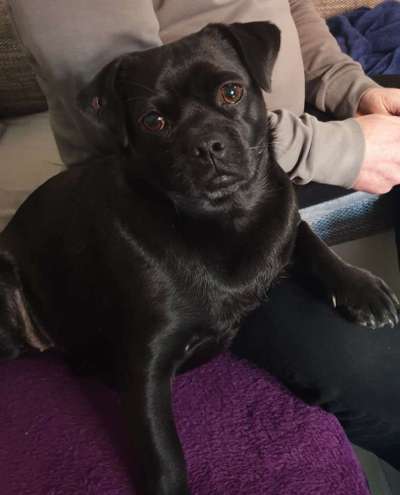 35.Collagen Challenge:„Bettelblick"-Beitrag-Bild