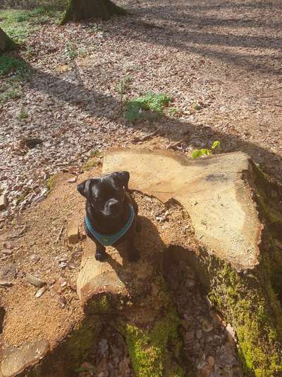 Foto -Challenge  Thema : Dein Hund Im Wald-Beitrag-Bild