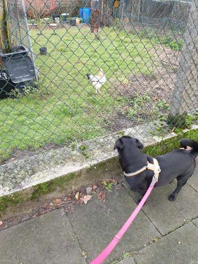 28. Collagen Challenge - andere Tiere-Beitrag-Bild