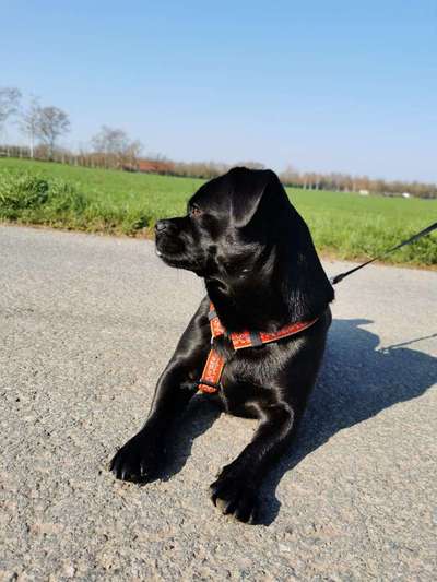 Handy Fotochallenge Nr. 52: Dein Hund mit blauem Himmel-Beitrag-Bild