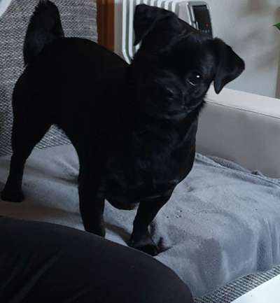 36. Collagen Challenge: schiefgelegter Kopf/fragender Hund-Beitrag-Bild