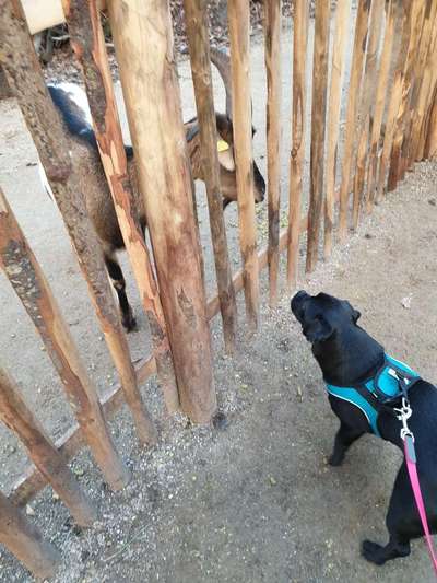 28. Collagen Challenge - andere Tiere-Beitrag-Bild