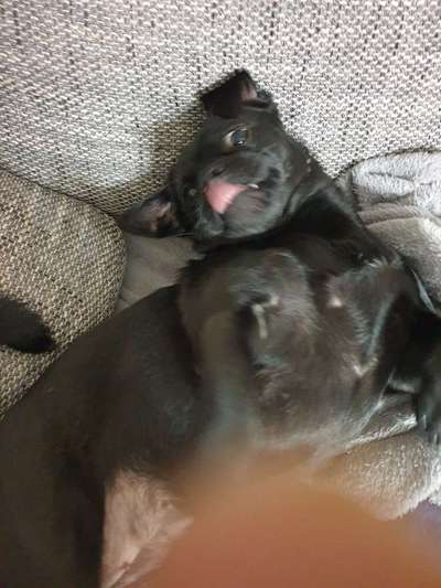 Dogorama Photo Challenge - Fail/Outtakes-Beitrag-Bild