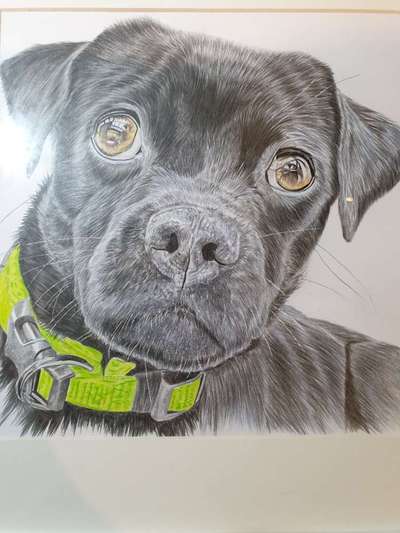 Der Hund als Cartoon-Beitrag-Bild