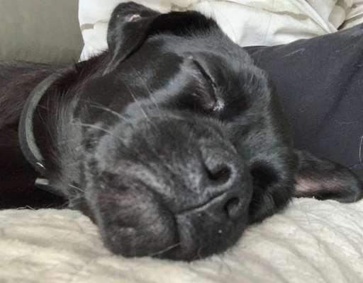 32. Handy Fotochallenge - Dein Hund im Land der Träume-Beitrag-Bild