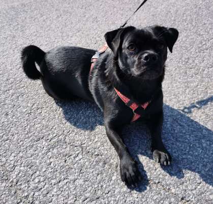 Wo sind die Mischlinge?-Beitrag-Bild