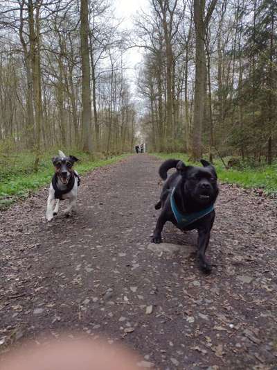 Dogorama Photo Challenge - Hunde in Action-Beitrag-Bild