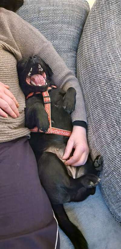 Dogorama Photo Challenge - Frühjahrsmüdigkeit-Beitrag-Bild