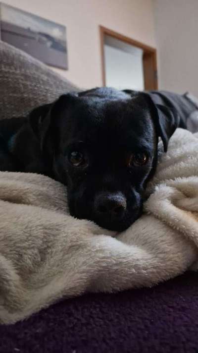 Black dogs are beautiful-Beitrag-Bild