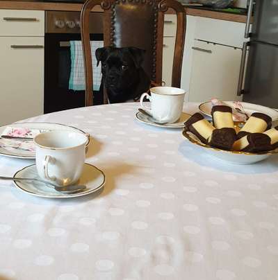 35.Collagen Challenge:„Bettelblick"-Beitrag-Bild