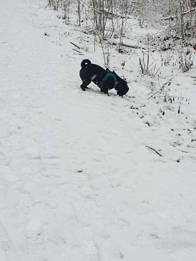 Dogorama Photo Challenge - Winterstimmung-Beitrag-Bild