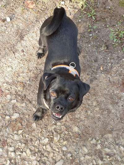 Handy Foto Challange Nr. 46  Happy Dog-Beitrag-Bild