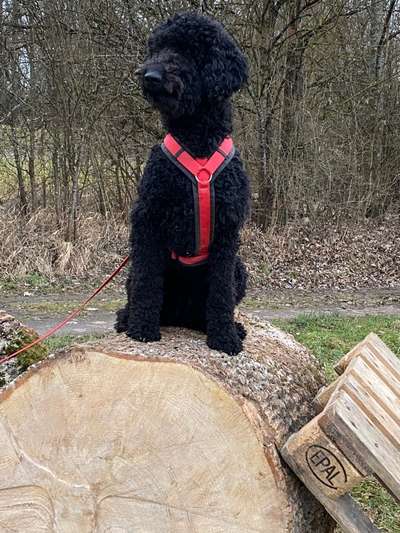 Alles rund um den Pudel-Beitrag-Bild