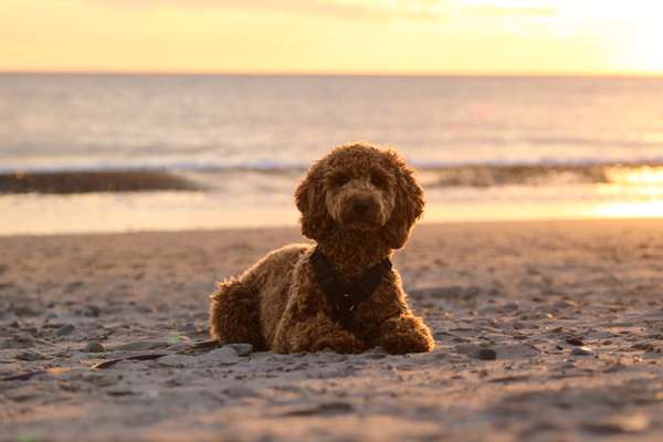 Hundetreffen-Spielpartner gesucht-Bild
