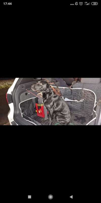 Entlaufene, Gefundene und Vermisste Hunde-Beitrag-Bild