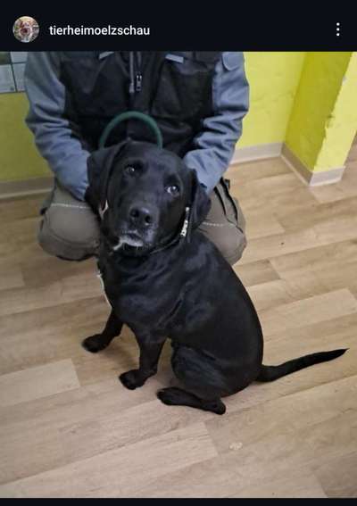 Entlaufene, Gefundene und Vermisste Hunde-Beitrag-Bild